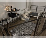 Small Photo #13 Great Pyrenees-Unknown Mix Puppy For Sale in Houston, TX, USA