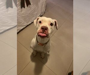 American Bulldog Dogs for adoption in Miami, FL, USA