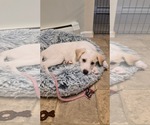 Small Photo #3 Great Pyrenees-Unknown Mix Puppy For Sale in pomfret, CT, USA
