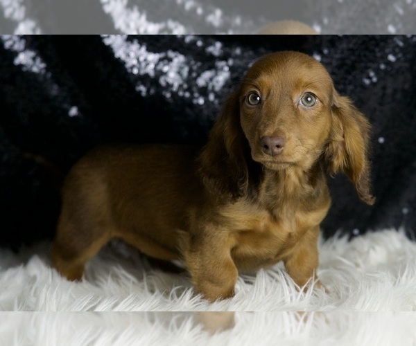 Medium Photo #4 Dachshund Puppy For Sale in WARSAW, IN, USA