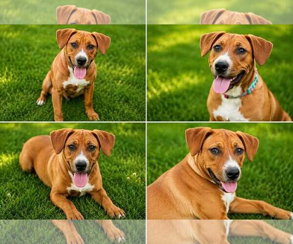 Medium Photo #3 Mutt Puppy For Sale in Yuba City, CA, USA