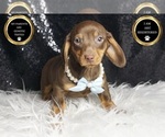 Small #7 Dachshund
