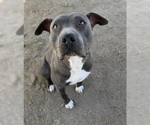 Mutt Dogs for adoption in Bakersfield, CA, USA