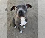 Small Mutt