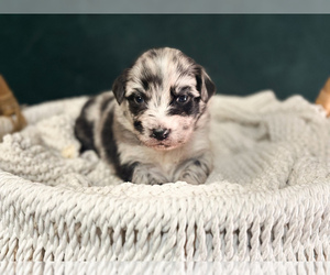 Australian Shepherd Puppy for sale in BOUTON, IA, USA