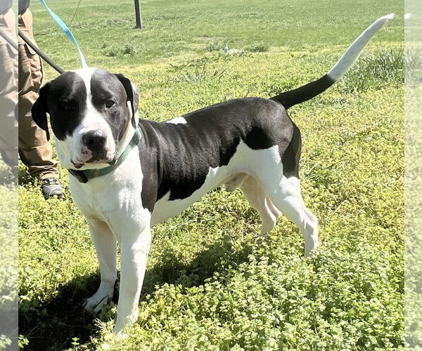 Medium Photo #1 American Bulldog-Unknown Mix Puppy For Sale in Pryor, OK, USA