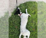 Small #4 Mutt