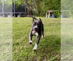 Small #5 American Staffordshire Terrier Mix