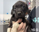 Small #1 Labrador Retriever Mix