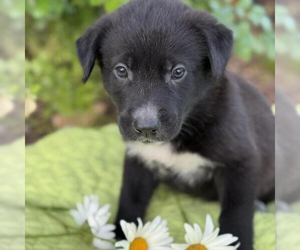 Medium Photo #2 Labrador Retriever-Unknown Mix Puppy For Sale in San Diego, CA, USA