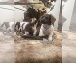 Belle and Jax - Female Dachshund Puppy for Sale - Photo #6
