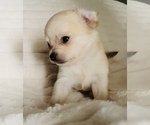 Small #11 Chihuahua