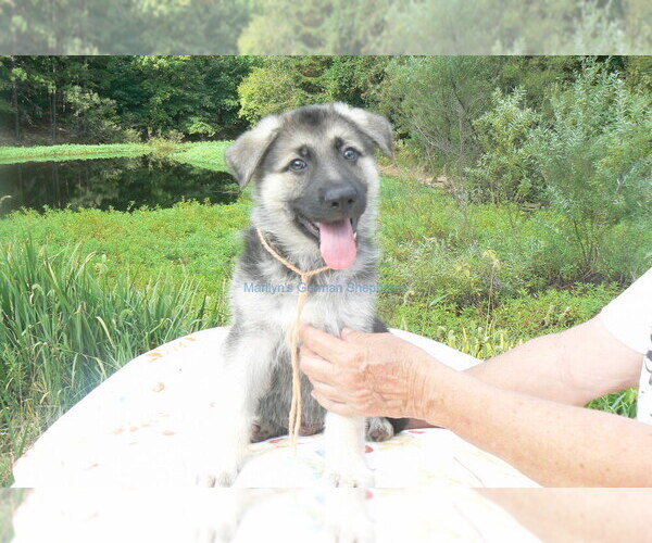 Medium Photo #9 German Shepherd Dog Puppy For Sale in PIEDMONT, MO, USA