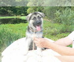 Small #8 German Shepherd Dog