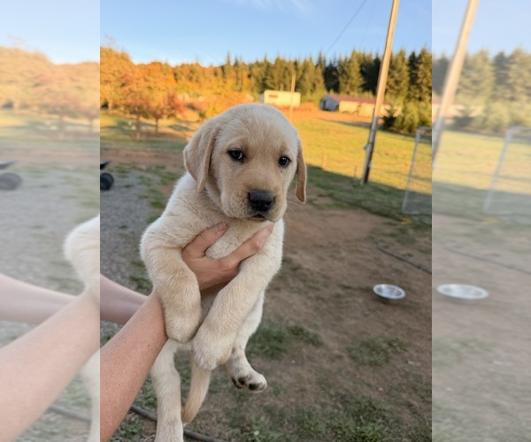 Medium Photo #1 Goberian-Golden Labrador Mix Puppy For Sale in LA CENTER, WA, USA