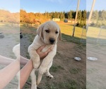 Puppy 4 Goberian-Golden Labrador Mix