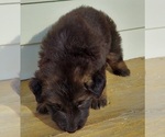 Small #15 German Shepherd Dog