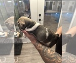 Small Photo #37 English Bulldog Puppy For Sale in WEEKI WACHEE, FL, USA