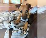 Small #7 Chihuahua Mix