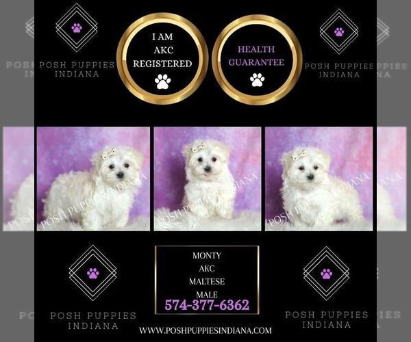 Medium Photo #7 Maltese Puppy For Sale in WARSAW, IN, USA