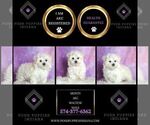 Small Photo #31 Maltese Puppy For Sale in WARSAW, IN, USA