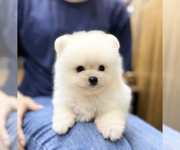 Medium Photo #9 Pomeranian Puppy For Sale in CHICAGO, IL, USA
