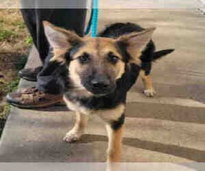 German Shepherd Dog-Unknown Mix Dogs for adoption in Easton, MD, USA