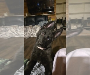 German Shepherd Dog Puppy for sale in FORT PLAIN, NY, USA