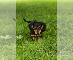 Dachshund Puppy for sale in BREMEN, IN, USA