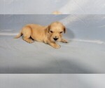 Puppy Boomhauer Golden Retriever
