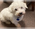 Small #2 Bichon Frise Mix