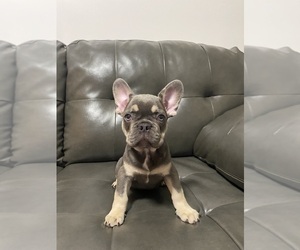 French Bulldog Puppy for sale in ERIAL, NJ, USA