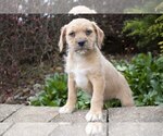 Puppy 3 Labradoodle-Puggle Mix