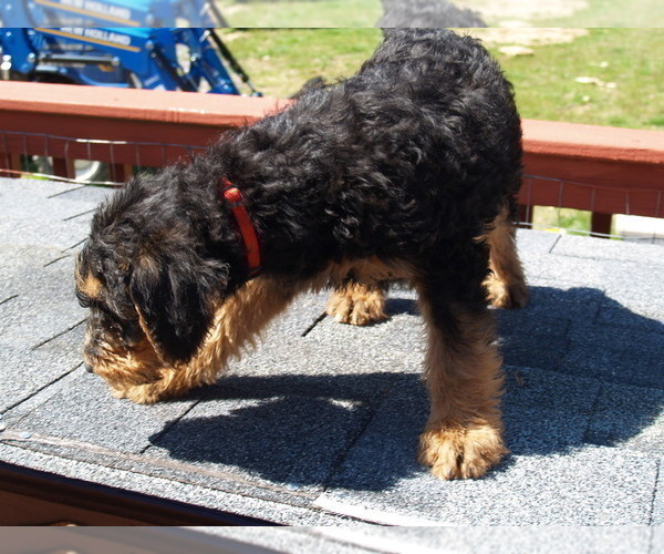 Medium Photo #3 Airedale Terrier Puppy For Sale in CHARLESTOWN, IN, USA