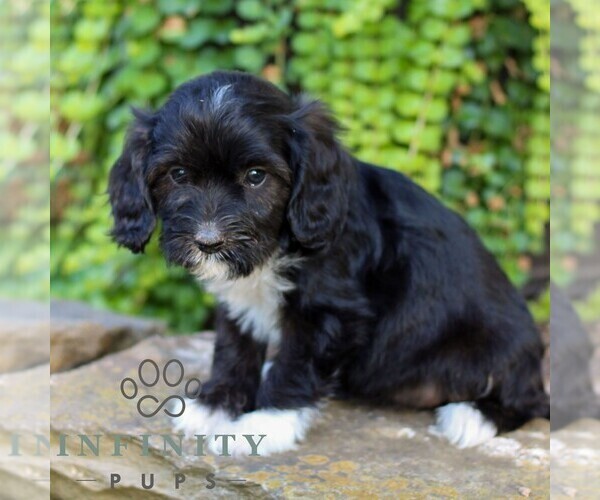 Medium Photo #4 Cavapoo (Miniature) Puppy For Sale in ELIZABETHTOWN, PA, USA