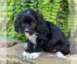 Small #3 Cavapoo (Miniature)