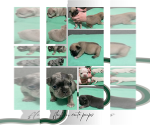 French Bulldog Puppy for sale in HOCKLEY, TX, USA