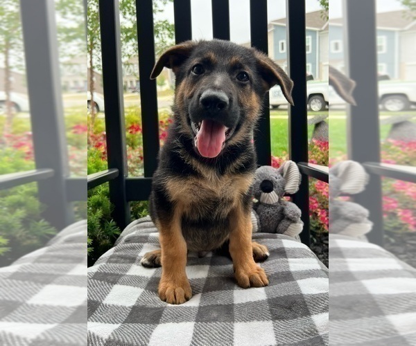Medium Photo #2 German Shepherd Dog Puppy For Sale in INDIANAPOLIS, IN, USA