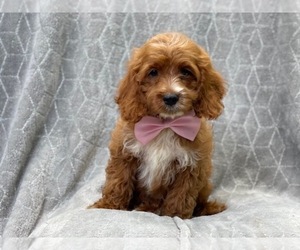 Cockapoo Puppy for sale in LAKELAND, FL, USA