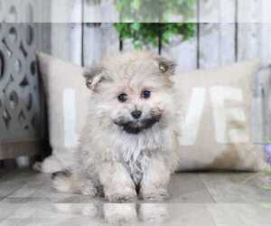 Pomeranian Puppy for sale in MOUNT VERNON, OH, USA