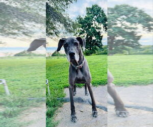 Great Dane Dogs for adoption in Bullard, TX, USA