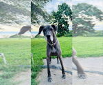 Small Great Dane