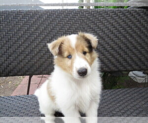 Collie Puppy for sale in PALM BAY, FL, USA