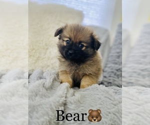 Pomeranian Puppy for sale in COOKEVILLE, TN, USA