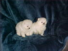 Small Photo #4 Pomeranian Puppy For Sale in APPLE VALLEY, CA, USA