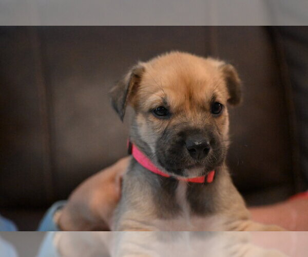 Medium Photo #1 Labrador Retriever-Unknown Mix Puppy For Sale in Holly Springs, NC, USA