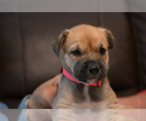 Labrador Retriever-Unknown Mix Dogs for adoption in Holly Springs, NC, USA