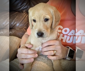 Double Doodle Puppy for sale in DAPHNE, AL, USA