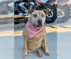 Chyna - Female American Staffordshire Terrier-Unknown Mix Dog for Adoption - Photo #2