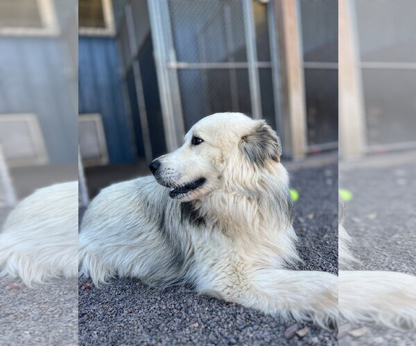 Medium Photo #2 Great Pyrenees-Unknown Mix Puppy For Sale in Webster, WI, USA